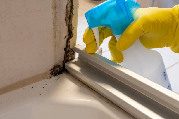 Best Black Mold Remediation in Woodsfield, OH