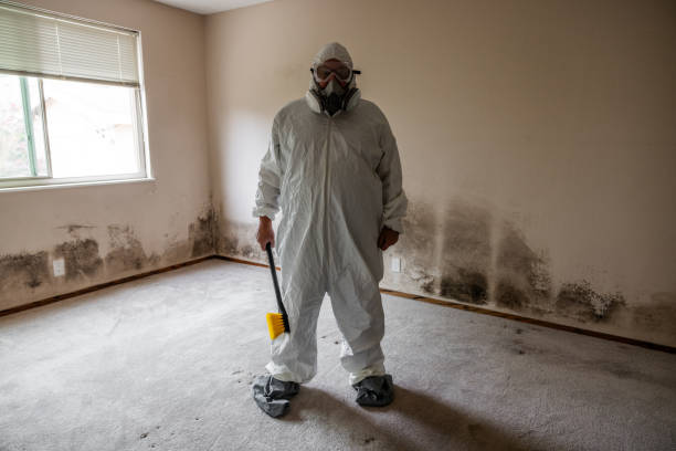 Best DIY Mold Remediation Support Services in Woodsfield, OH