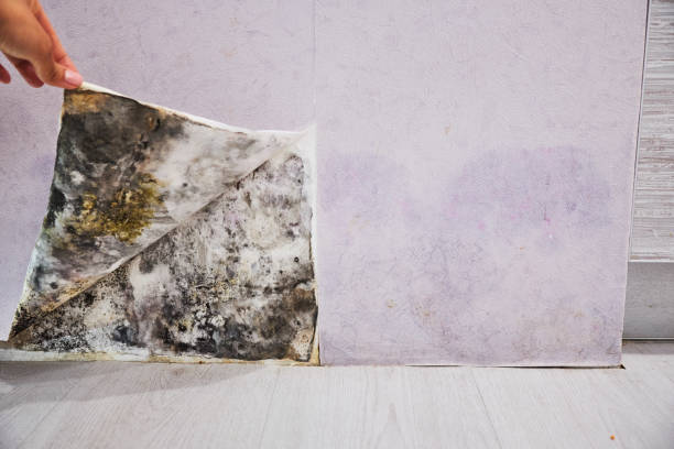 Best Mold Remediation for Specific Building Types in Woodsfield, OH